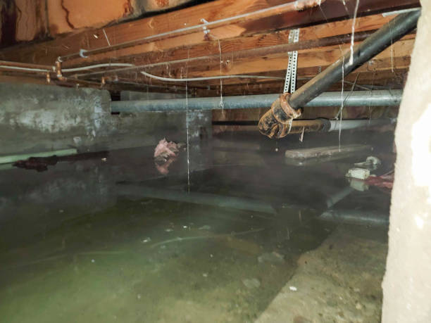 Best Mold removal after water damage  in Springfield, MA